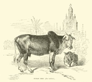 Indische Zebu, Bos indicus door English School