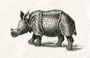 Indische neushoorn, of grote eenhoornige neushoorn, Rhinoceros unicornis, uit een 18e-eeuwse prent (gravure) door English School