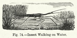 Insect dat op Water loopt door English School