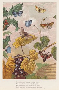 Insecten