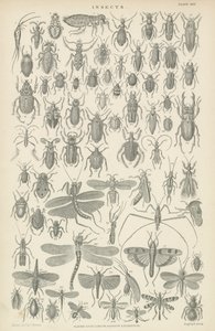 Insecten door English School