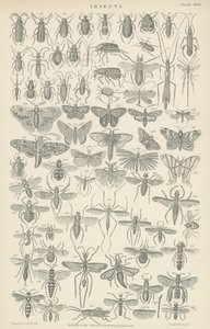 Insecten door English School