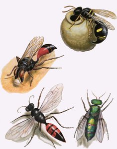 Insecten