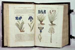 Iris (Bloemen de-luce), zes variëteiten uit 