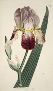 Iris Sambucina (Vliergeurende Iris), uit The Botanical Magazine or Flower Garden Displayed, pub. 1792 (handgekleurde gravure) door English School