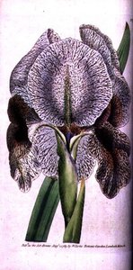 Iris susiana