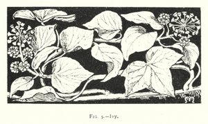 Klimop (gravure)