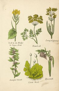 Look-zonder-look, Gevlekte Scheerling, Lange Cyperus, Jeneverbesstruik, Levermos, Hyacint door English School