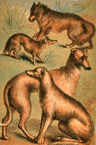 Jakhals, wolf, Ierse wolfshond en hertenhond door English School
