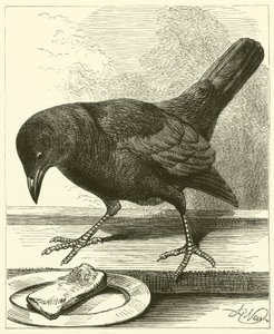 Kauw (gravure)
