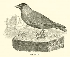 Kauw