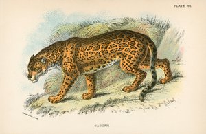 Jaguar