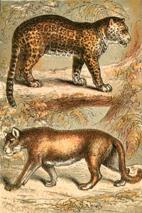 Jaguar en Puma door English School