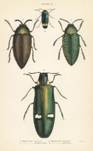 Juweelkevers: Buprestis chrysis 1, Buprestis sternicornis 2, Buprestis bicolor 3, Buprestis amoena 4