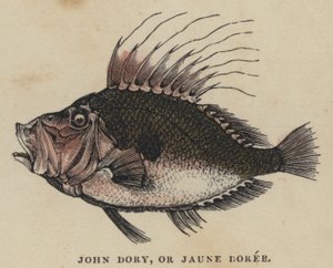 John Dory, of Jaune Doree