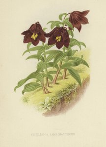 Kamtsjatka fritillaria of Kamtsjatka lelie
