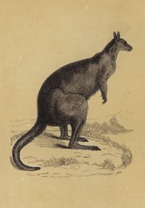 Kangoeroe