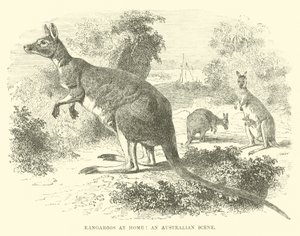 Kangoeroes thuis, een Australisch tafereel