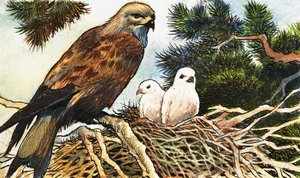 Torenvalk en kuikens door English School