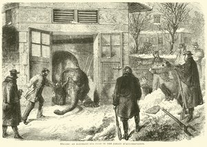 Een olifant doden voor voedsel in de Jardin d