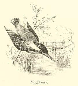 IJsvogel