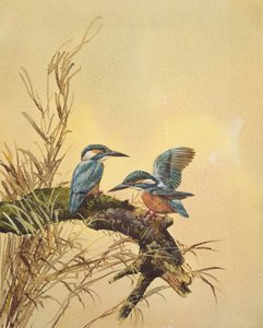 IJsvogels, ca. 1890 door English School