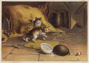 Kittens in de war door een egel