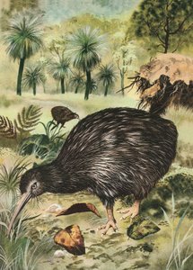 Kiwi vogel