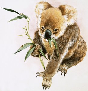 Koala