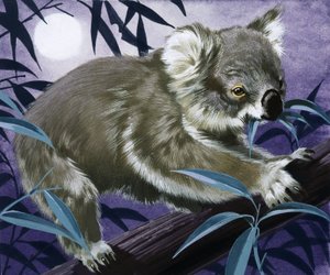 Koala in een gomboom