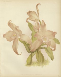 Laelia autumnalis venusta door English School