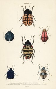 Bladkevers: Cyrtonota sexpustulata, Lachnaia hirta, Chlamys monstrosa, Doryphora tessellata, Erotylus histrio en Spheniscus erotyloides door English School