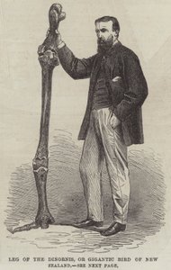 Poot van de Dinornis, of Gigantische Vogel van Nieuw-Zeeland