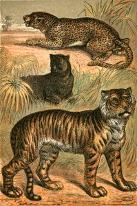 Luipaard, zwarte panter en tijger door English School
