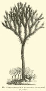 Lepidodendron Sternbergh, gerestaureerd door English School