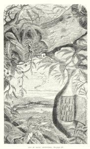 Lepidoptera Insecten (gravure) door English School
