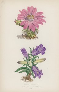 Lewisia Rediviva; Campanula Longifolia door English School