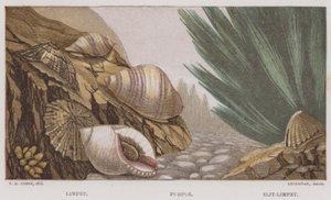 Patella, Paarse, Gespleten Patella