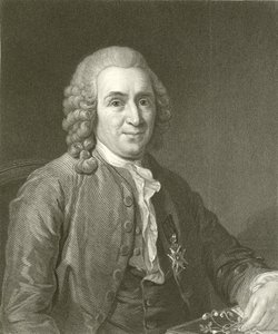 Linnaeus door English School