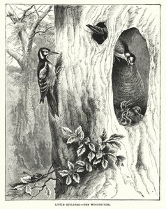 Kleine bouwvakkers, de specht (gravure)