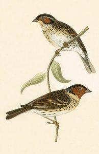Kleine Gors, illustratie uit 