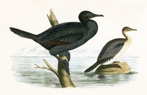 Kleine aalscholver, illustratie uit 