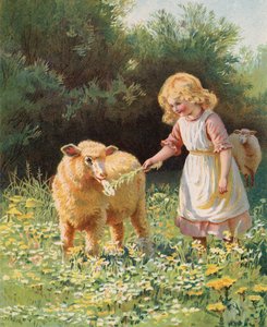 Klein meisje dat een bloem aan een schaap voert in een weide door English School