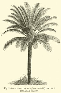 Levende Cycad (Cycas circinalis) van de Malabarkust door English School