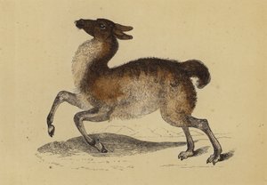 Lama