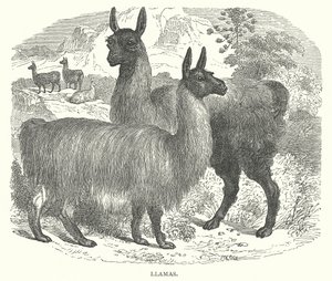 Vlammen (gravure)