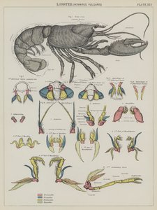 Kreeft, Homarus Vulgaris door English School
