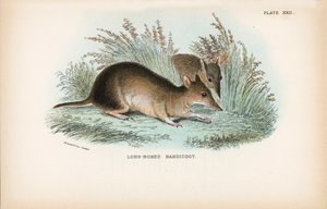 Langneus Bandicoot