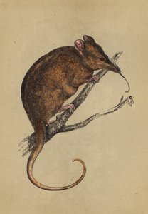 Langsnuitige Tarsipes