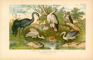 Langpootvogels (kleurenlitho) door English School